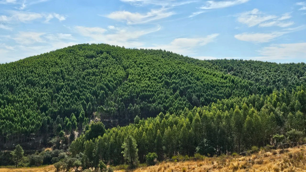 Terreno para Venda em Carvão Foto 2