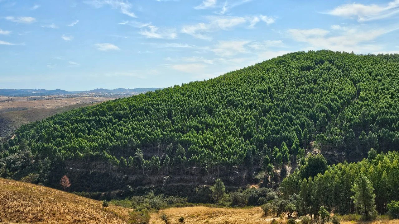 Terreno para Venda em Carvão Foto 3