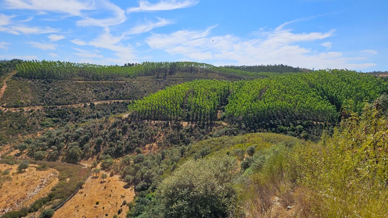 Terreno para Venda em Carvão Foto 4