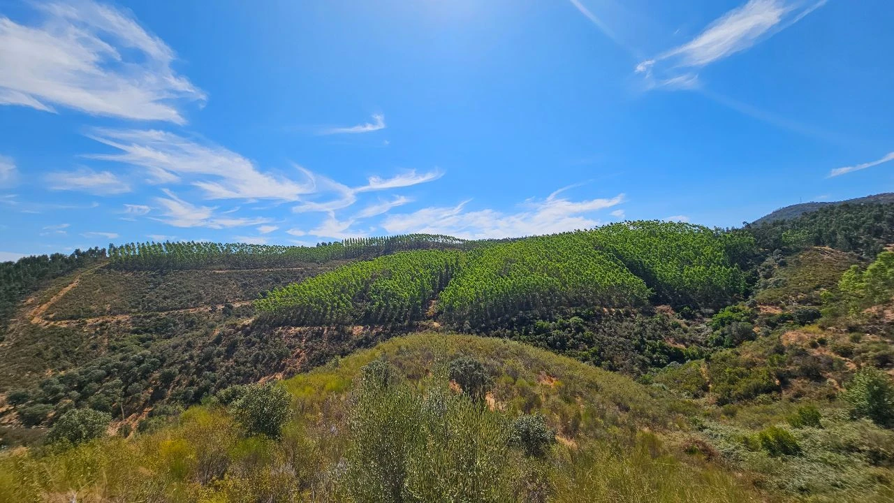 Terreno para Venda em Carvão Foto 5