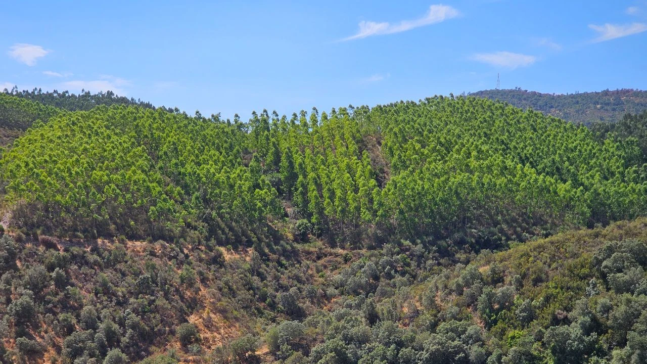 Terreno para Venda em Carvão Foto 10