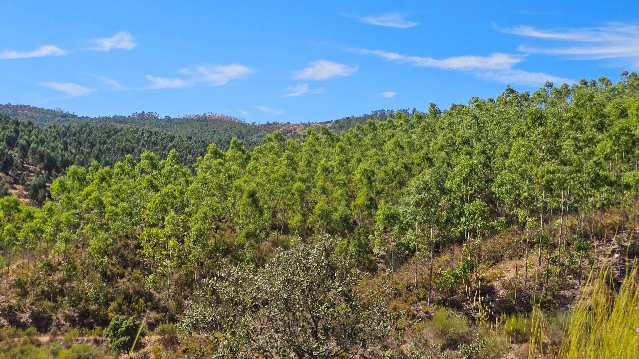 Terreno para Venda em Carvão Foto 12