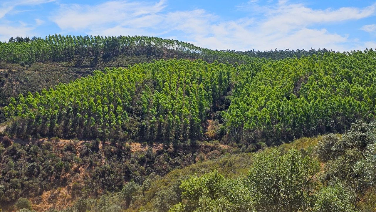 Terreno para Venda em Carvão Foto 13