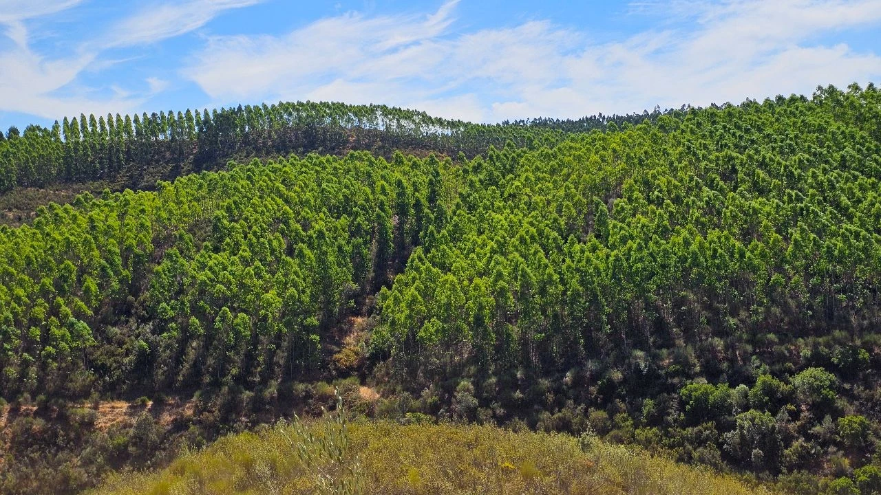 Terreno para Venda em Carvão Foto 14
