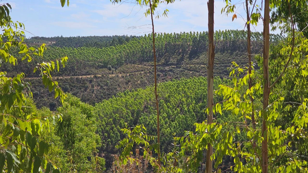 Terreno para Venda em Carvão Foto 17