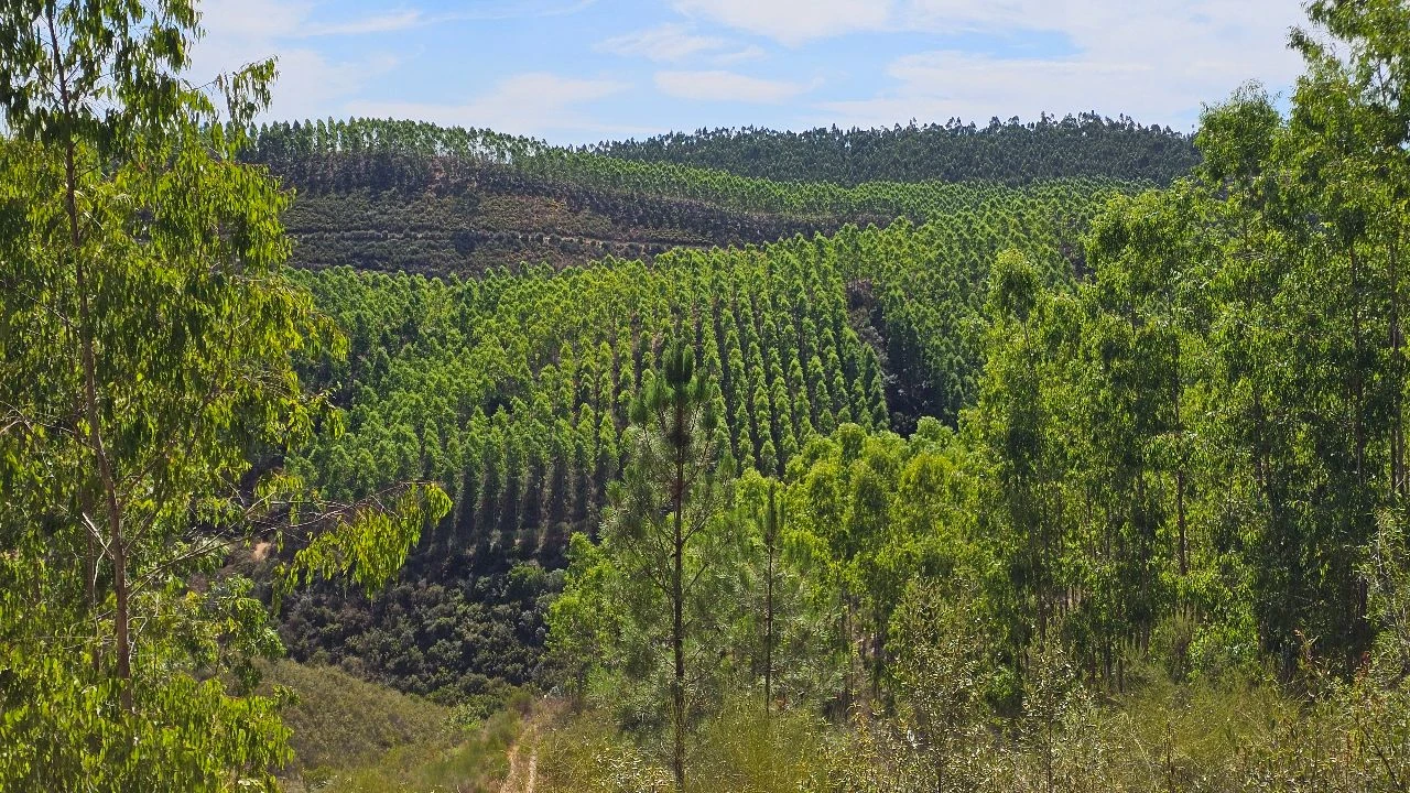 Terreno para Venda em Carvão Foto 20