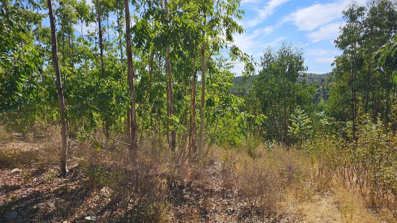 Terreno para Venda em Carvão Foto 21