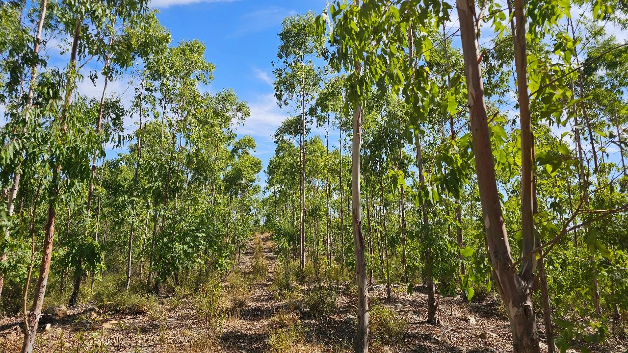 Terreno para Venda em Carvão Foto 22