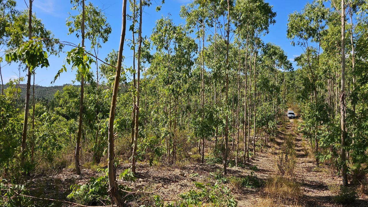 Terreno para Venda em Carvão Foto 25