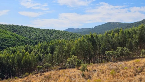 Terreno para Venda em Carvão