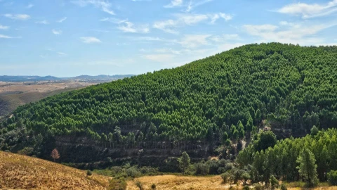 Terreno para Venda em Carvão