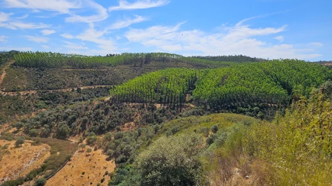 Terreno para Venda em Carvão