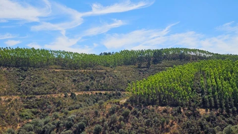 Terreno para Venda em Carvão