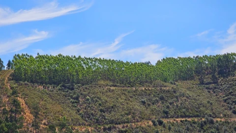 Terreno para Venda em Carvão