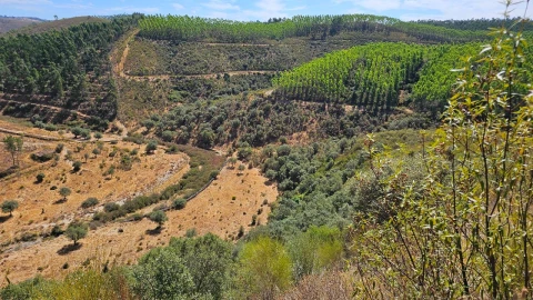 Terreno para Venda em Carvão
