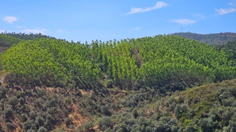 Terreno para Venda em Carvão
