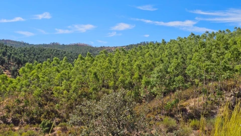 Terreno para Venda em Carvão
