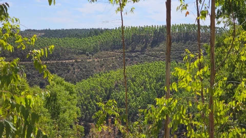 Terreno para Venda em Carvão