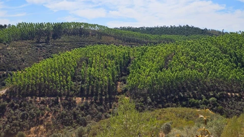 Terreno para Venda em Carvão