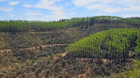 Terreno para Venda em Carvão