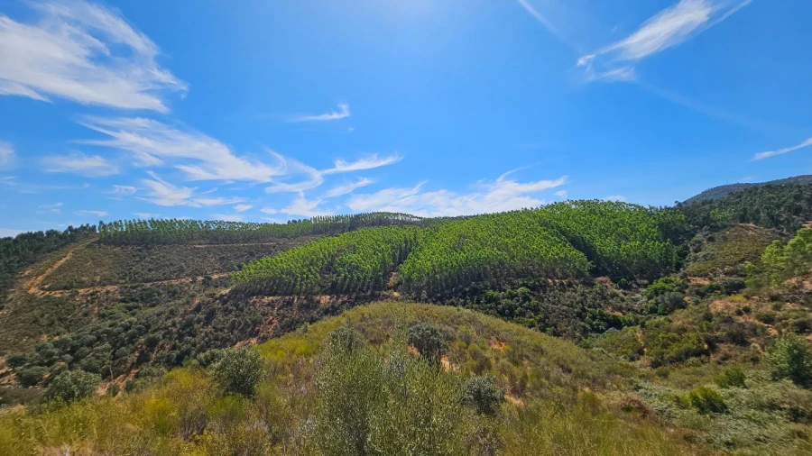 Terreno para Venda em Carvão Foto 5