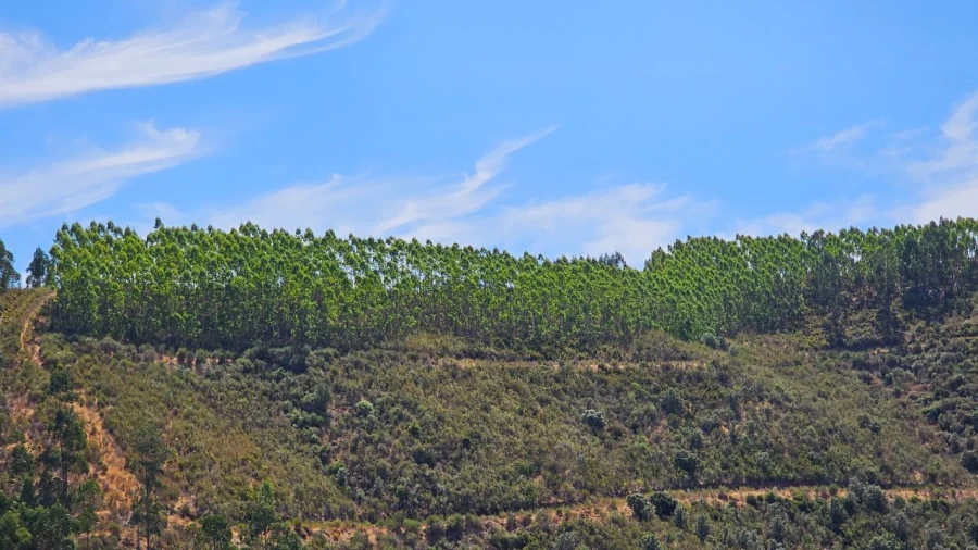 Terreno para Venda em Carvão Foto 7