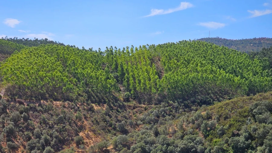 Terreno para Venda em Carvão Foto 10