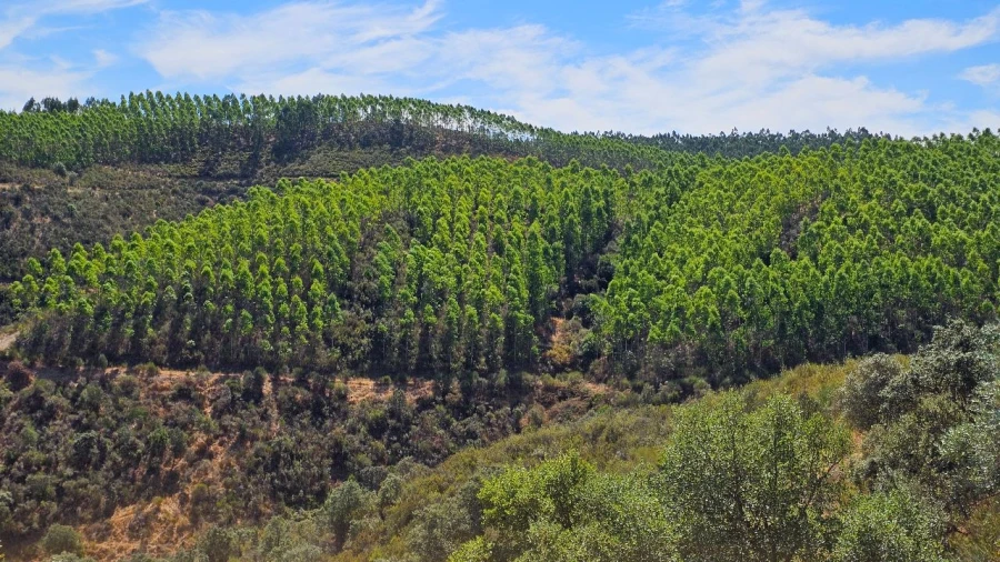 Terreno para Venda em Carvão Foto 13