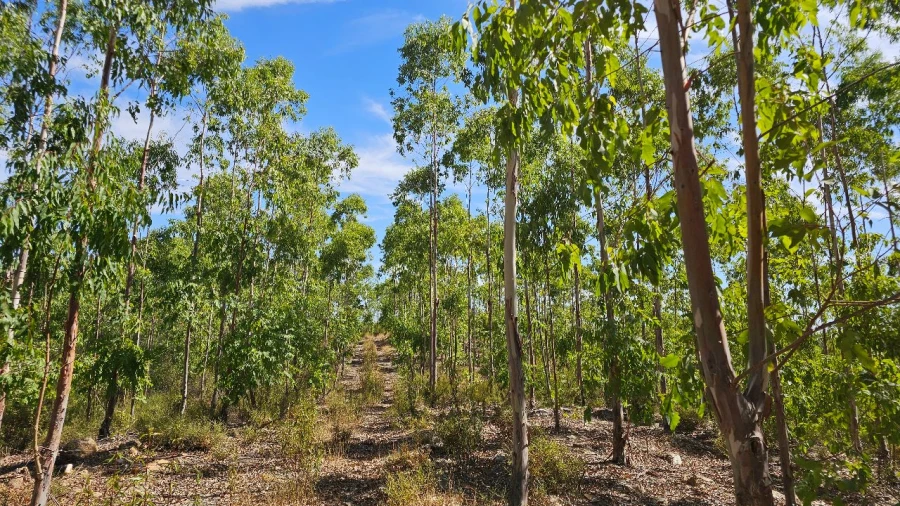 Terreno para Venda em Carvão Foto 22