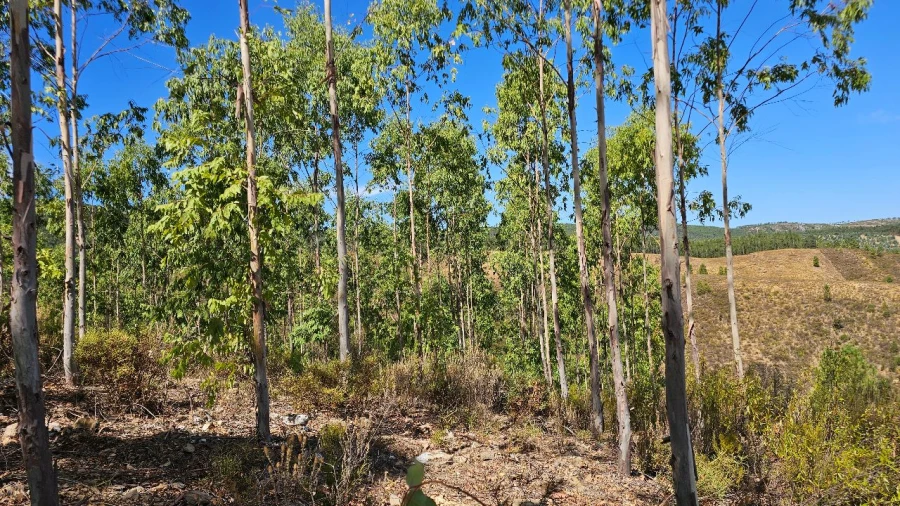 Terreno para Venda em Carvão Foto 23