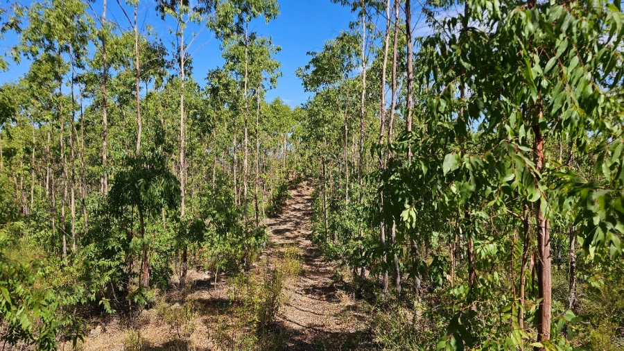Terreno para Venda em Carvão Foto 24