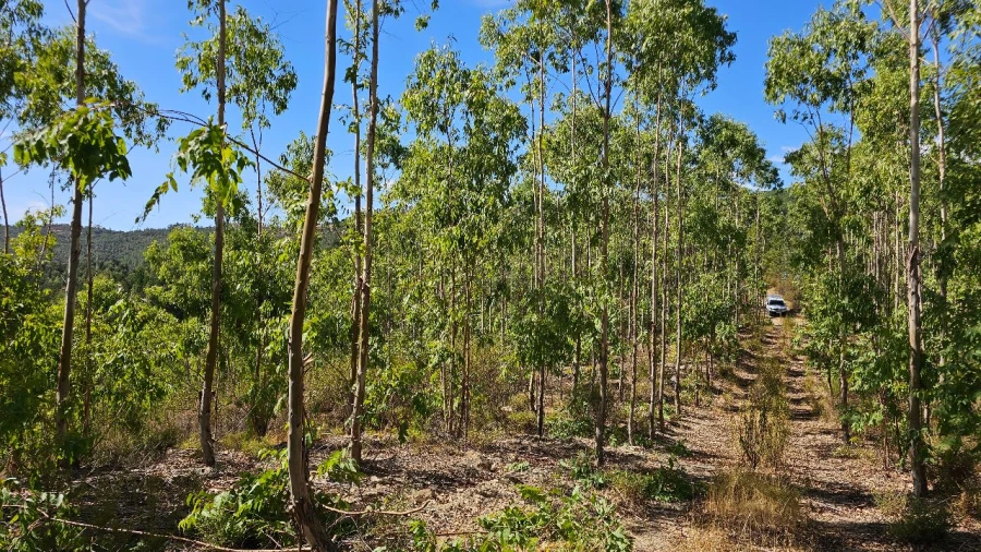 Terreno para Venda em Carvão Foto 25