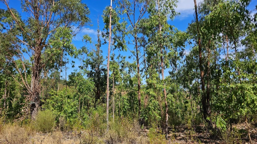 Terreno para Venda em Carvão Foto 26
