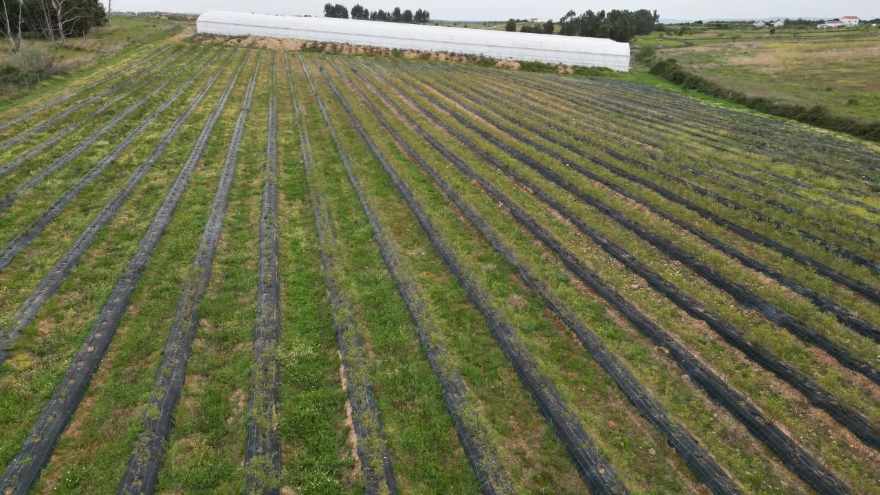 Terreno para Venda em Ladoeiro Foto 20
