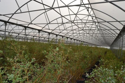 Terreno para Venda em Ladoeiro