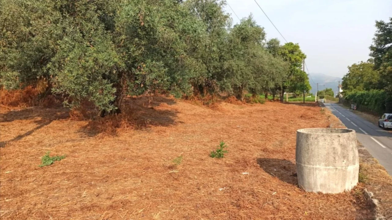 Terreno P/ Prédio para Venda em S. Paio Foto 2