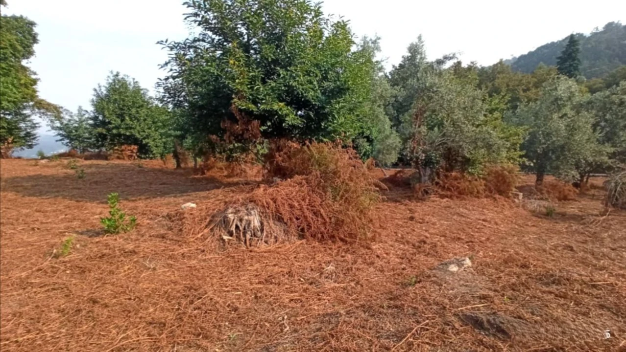 Terreno P/ Prédio para Venda em S. Paio Foto 7