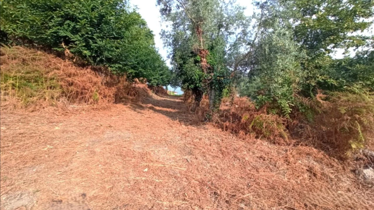 Terreno P/ Prédio para Venda em S. Paio Foto 13