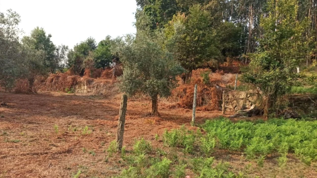 Terreno P/ Prédio para Venda em S. Paio Foto 12