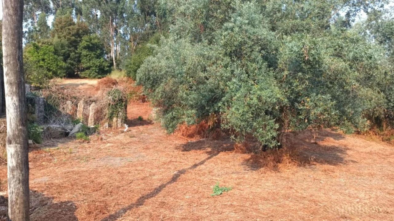 Terreno P/ Prédio para Venda em S. Paio Foto 16