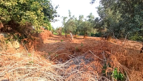 Terreno P/ Prédio para Venda em S. Paio