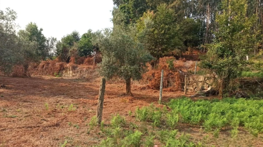 Terreno P/ Prédio para Venda em S. Paio Foto 12