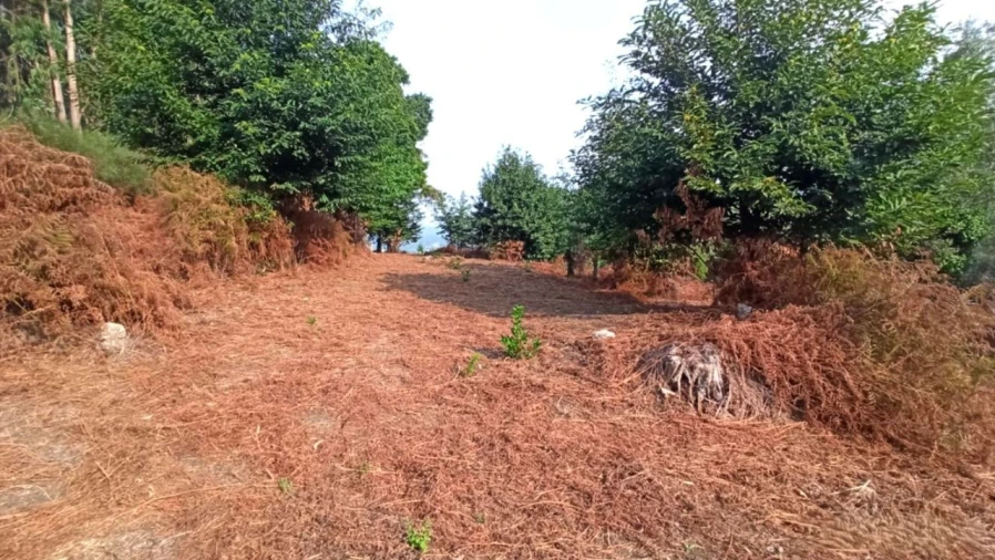 Terreno P/ Prédio para Venda em S. Paio Foto 18