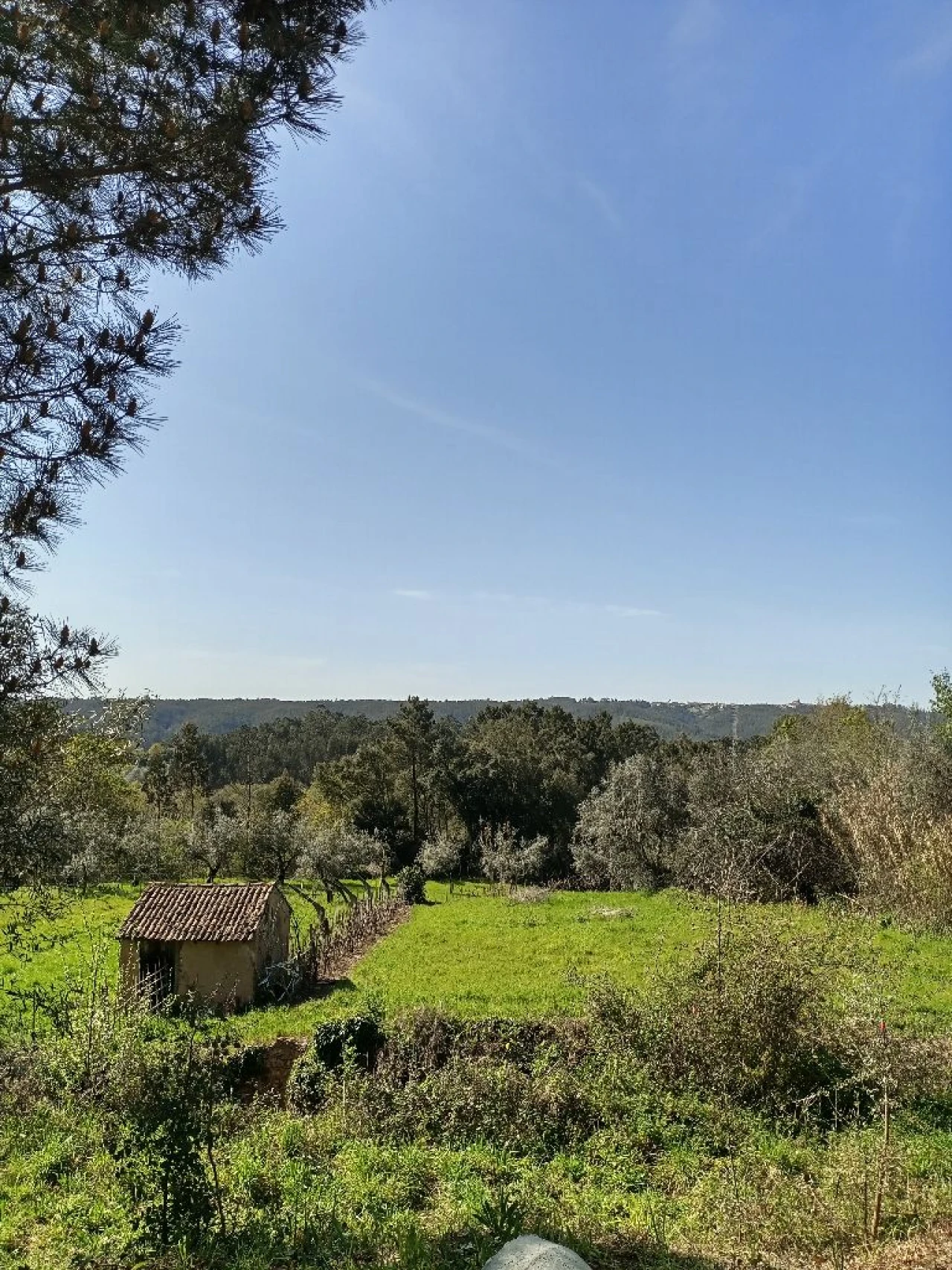 Terreno para Venda em Miranda do Corvo Foto 7