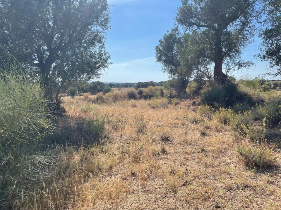 Terreno para Venda em Figueira e Barros Foto 13