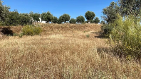 Terreno para Venda em Figueira e Barros