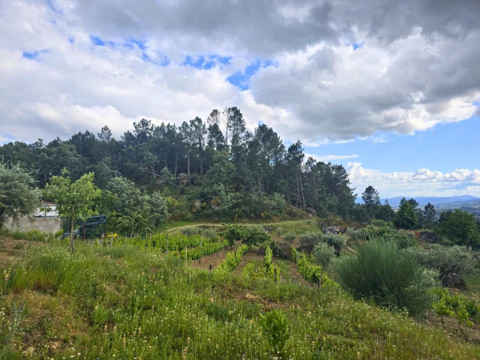 Quinta para Venda em Covilhã Foto 4