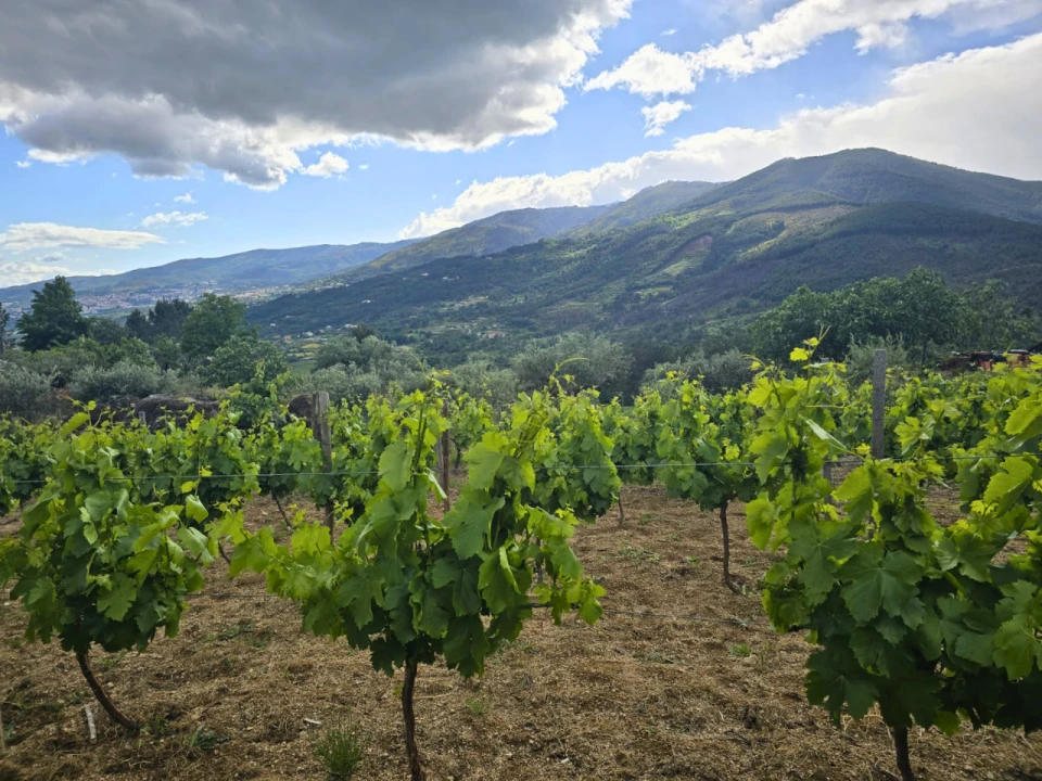 Quinta para Venda em Covilhã Foto 11
