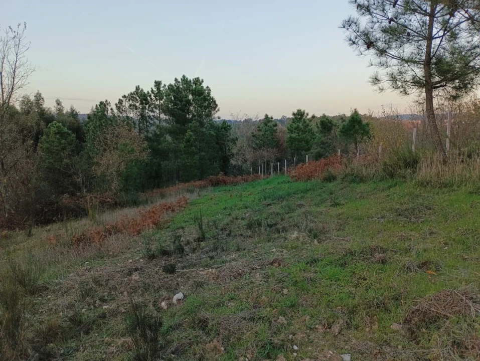 Terreno para Venda em Tragos, Mangualde Foto 4