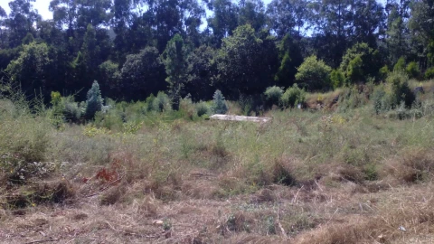 Terreno P/ Prédio para Venda em Vila Cova